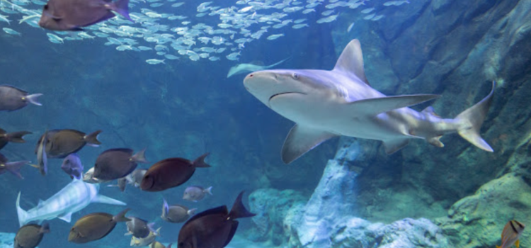 Summer of the Shark Events At Union Station Aquarium Through Labor Day