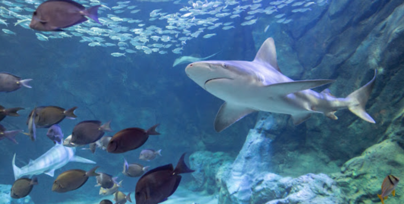Summer of the Shark Events At Union Station Aquarium Through Labor Day